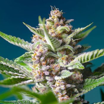 PURPLE PUNCH OG® 3 semi femm Sweet Seeds