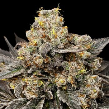Biscotti Zkittlez Femm