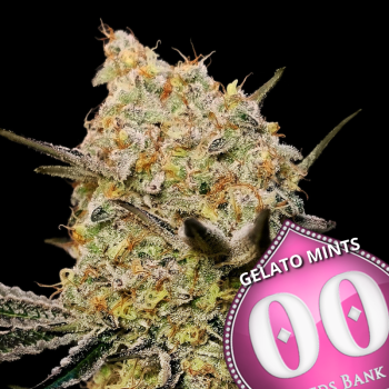 GELATO MINTS- 3 semi femm 00 Seeds