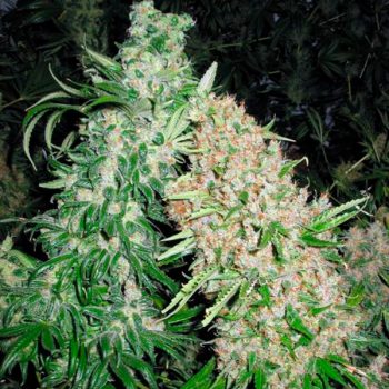 SKUNK SPECIAL 10 semi femm Female Seeds