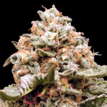 AUTO RAINBOW MINT 3 semi femm 00 Seeds