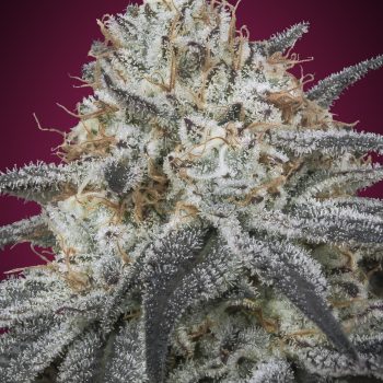 SLURRICANE 1 seme femm Advanced Seeds