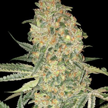 BRUCE BANNER 1 seme femm Advanced Seeds