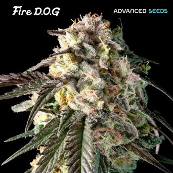 FIRE DOG 1 seme femm Advanced Seeds
