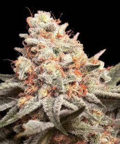 RAINBOW MINTS- 3 semi femm 00 Seeds