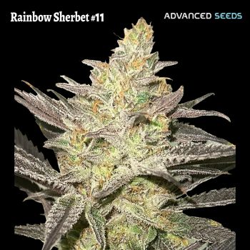 RAINBOW SHERBET#11  1 seme femm Advanced Seeds
