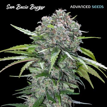 SAN BACIO BURGER 3+1 semi femm Advanced Seeds