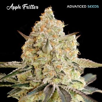 Apple Fritter Advanced Femm