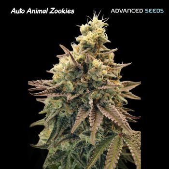 Auto Animal Zookies 3 1 U Fem Advanced Seeds