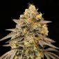 Auto Biscotti Zkittlez 3 U Fem 00 Seeds