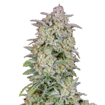 Forbidden Runtz Auto 1 U Fem Fastbuds Seeds
