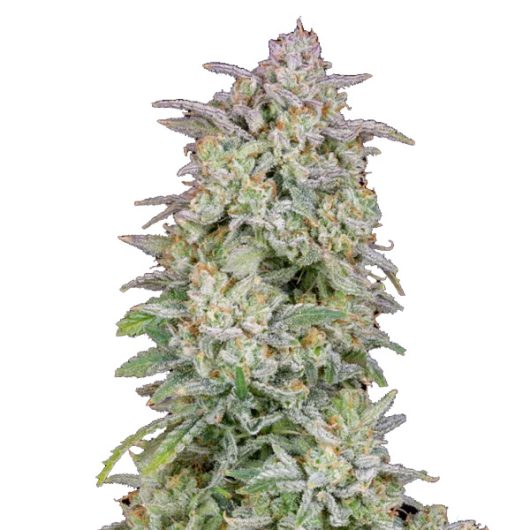 Forbidden Runtz Auto 1 U Fem Fastbuds Seeds