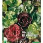 Miscuglio Di Cicorie Bio Seme