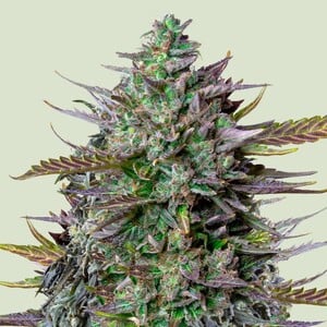 Goatlato Auto Royal