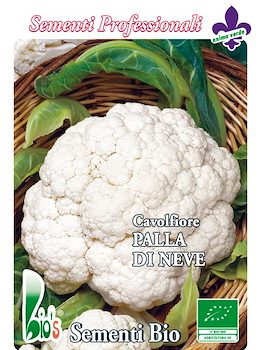 Cavolfiore Palla Di Neve