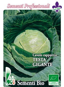 Cavolo Cappuccio Testa Gigante