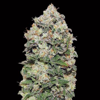 Northern Light Fem 00 Seeds