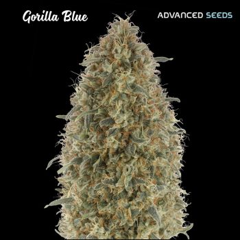 Gorilla Blue Fem Advanced Seeds