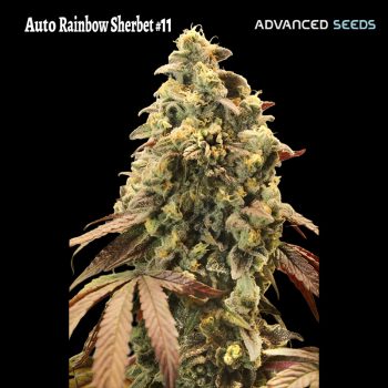 Auto Ranbow Sherbet #11 Advanced Auto