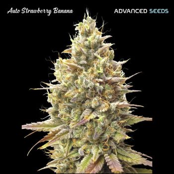 Auto Strawberry Banana 1 U Fem Advanced Seeds