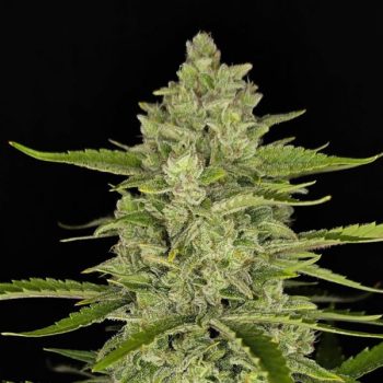 Papaya Cookies Auto 3 U Fem Fastbuds Seeds