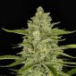 Papaya Cookies Auto 3 U Fem Fastbuds Seeds