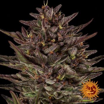 Frosted Zinn X Cookie Dog Auto 3 804223