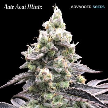 Auto Acai Mintz 3 1 U Fem Advanced Seeds