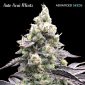 Auto Acai Mintz 3 1 U Fem Advanced Seeds